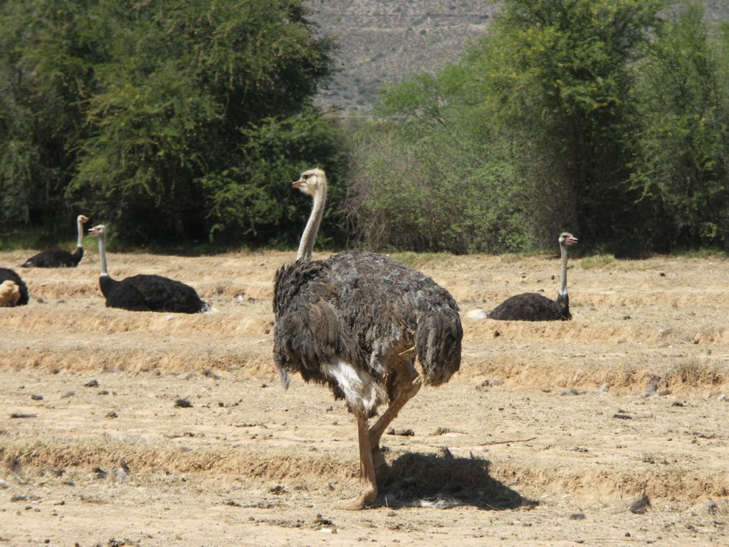 strausse im karoo